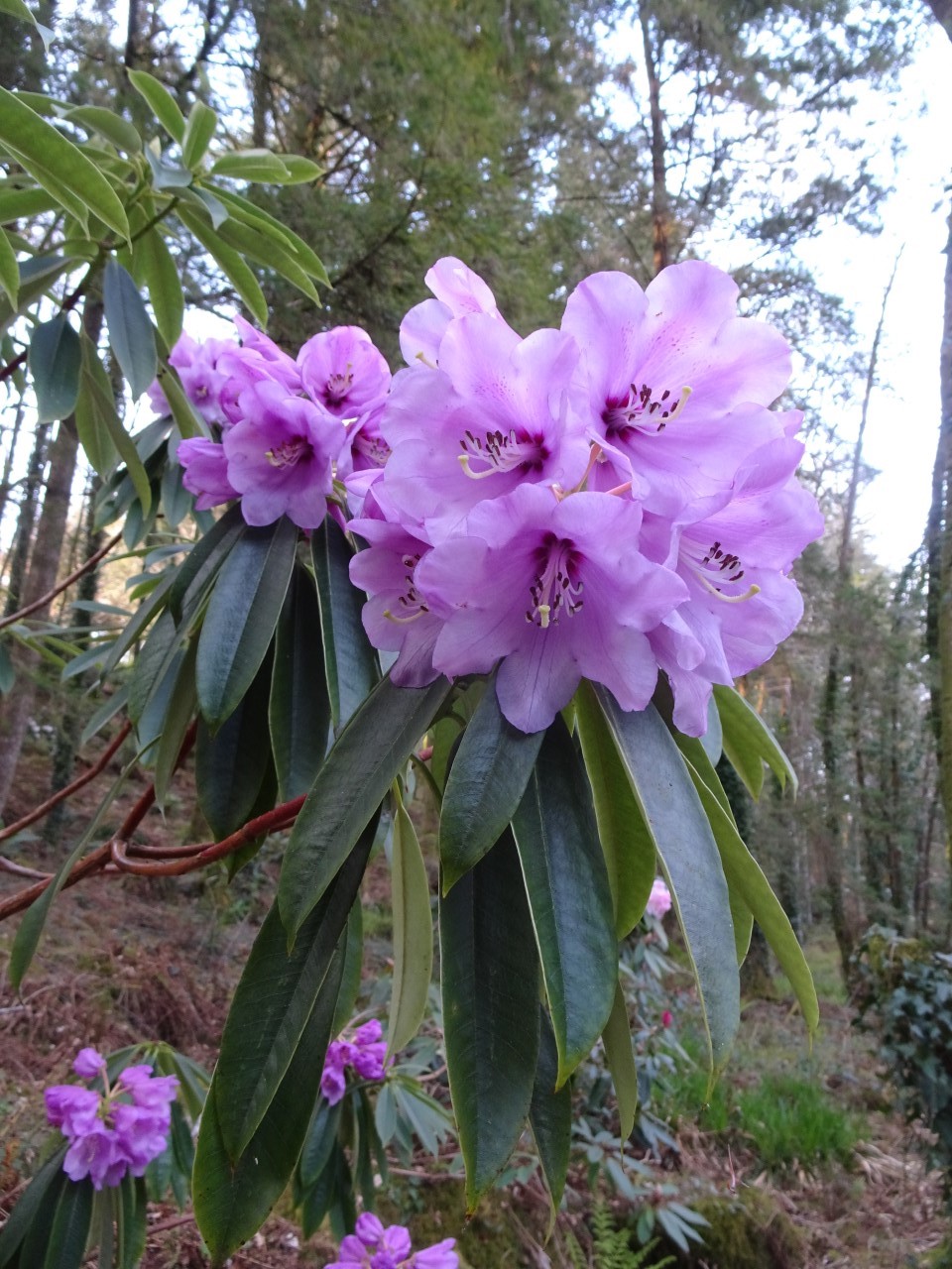 R. huianum